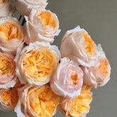 Victorian Peach Rose